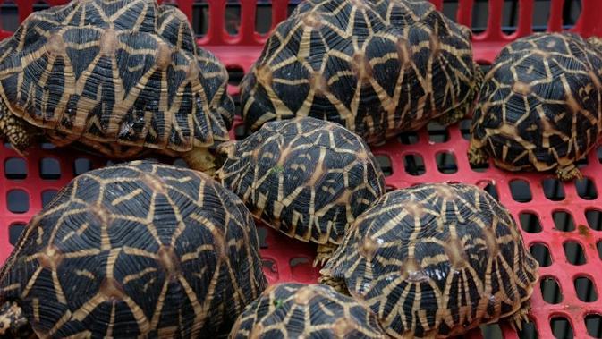 Kura-kura indiana star yang disita Polda Riau dari jaringan perdagangan satwa dilindungi. (Liputan6.com/M Syukur)