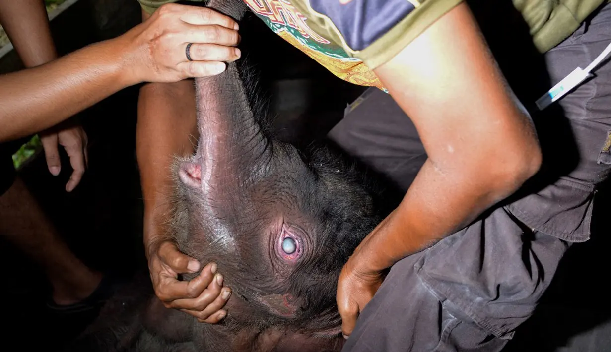 Seekor bayi gajah Sumatera mendapat perawatan medis di Pusat Konservasi Gajah Saree, Aceh Besar, Aceh, Senin (15/2/2021). Kondisi mata kiri gajah mengalami kebutaan, sementara mata kanan yang bengkak sudah mulai pulih. (CHAIDEER MAHYUDDIN/AFP)