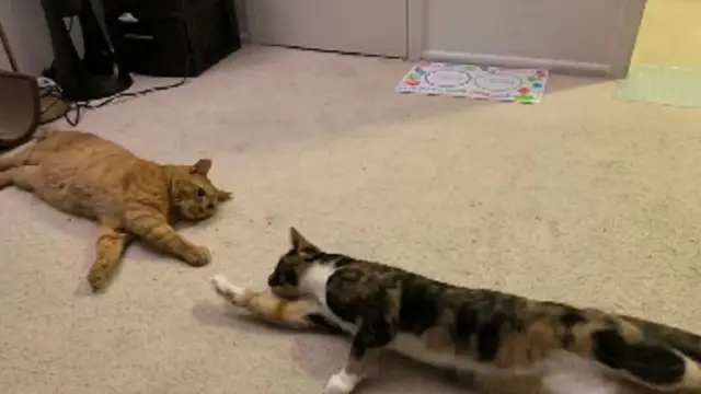 Hari Kucing Sedunia, Begini 6 Potret Kucing Saat Betingkah Konyol