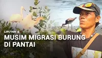 Musim Migrasi Burung di Pantai