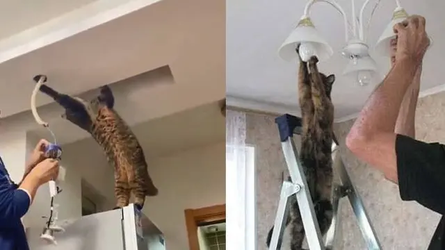 Tampil Meyakinkan, Aksi Kucing Bantu Tukang Listrik Ini Kocak Banget