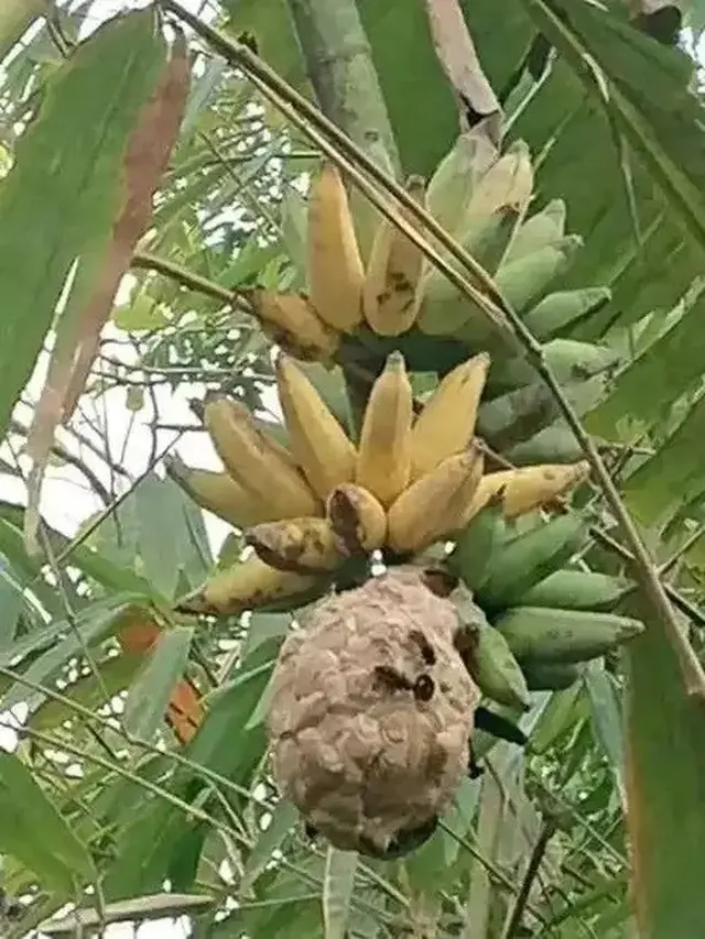 6 Cara Absurd Pengamanan Buah Agar Tak Dicuri Ini Kocak