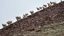 Kawanan antelop Tibet di dekat Danau Zonag di cagar alam nasional Hoh Xil, Provinsi Qinghai, China barat laut (14/7/2020). Danau Zonag di Hoh Xil dikenal sebagai "ruang melahirkan" bagi spesies tersebut. (Xinhua/Zhang Long)