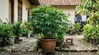 Cara Menanam Daun Singkong di Pot agar Tumbuh Subur, Bisa Panen Pucuk Berkali-kali