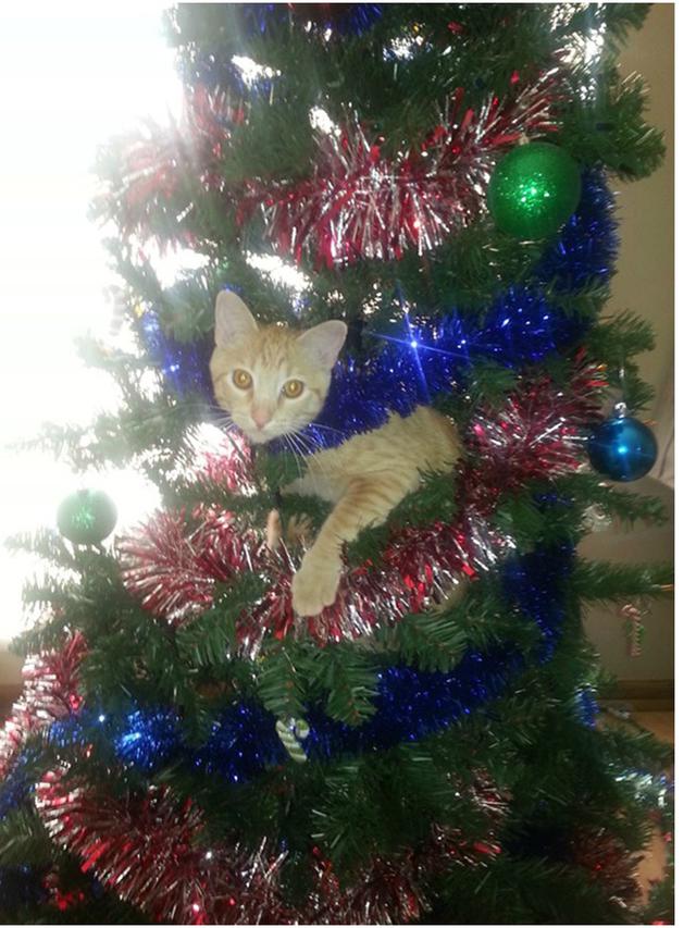 8 Potret Tingkah Kucing Merusak Pohon Natal, Bikin Tepuk Jidat