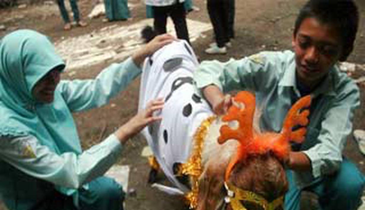 Siswa memasang hiasan pada seekor kambing dalam Lomba ...