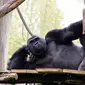 Gorila (unspalsh)
