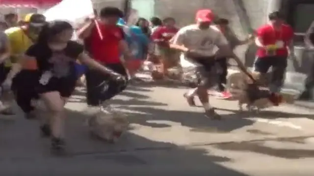 Serunya Lomba Balap Anjing di Mal Surabaya