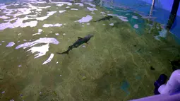 Ikan hiu berenang di kolam yang ada di ruang bawah tanah sebuah rumah di LaGrangeville, New York, 23 Agustus 2017. Hiu-hiu itu berada di kolam sedalam 5 meter yang dibuat menggunakan terpal. (New York State Department of Environmental Conservation via AP)
