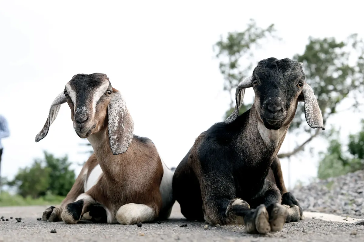 [Fimela] kambing