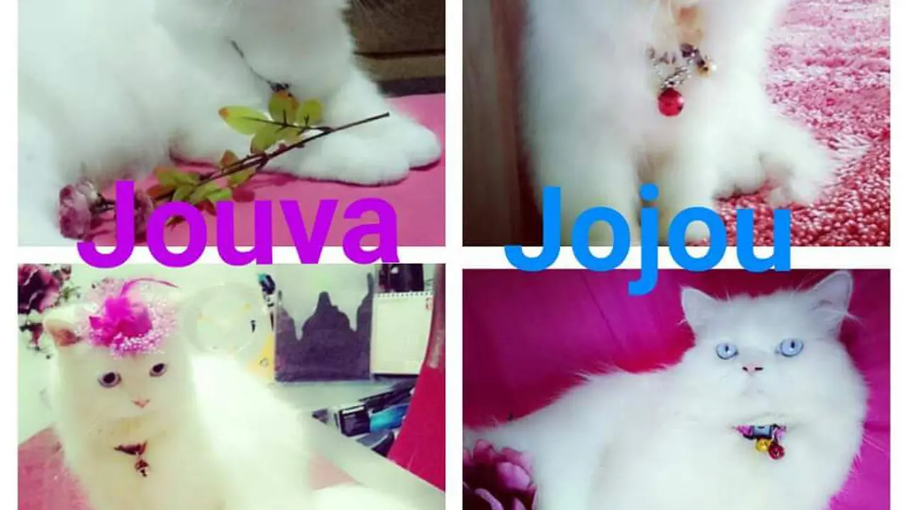 Jouva dan Jojou, Kucing Lucu yang Menang Kontes Prochallenge 2015