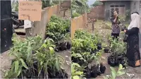 Viral video pengantin beri bibit tanaman sebagai souvenir pernikahan. (Sumber: TikTok/@iilmafitri)