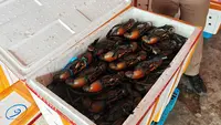 Kepiting Bakau Mimika Laris di Pasar Internasional, UMKM dan Nelayan Ikut Terdongkrak