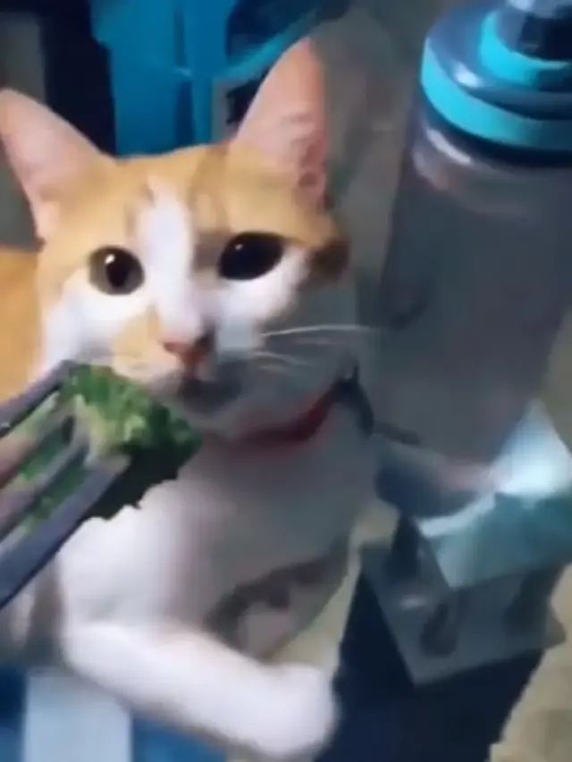 kucing nggak suka sayur