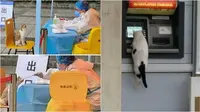 Potret kucing nyasar ke fasilitas umum manusia. (Sumber: Instagram/animalsinrandomplaces)