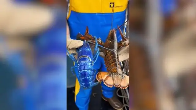 Lobster biru