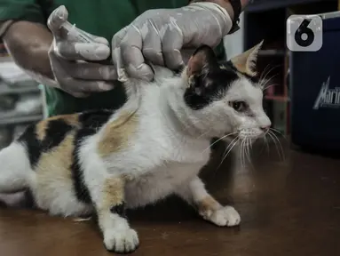 Tim paramedis Suku Dinas Ketahanan Pangan, Kelautan, dan Pertanian Jakarta Timur menyuntikkan vaksin rabies kepada kucing di Kantor RW 07 Cipinang Muara, Jatinegara, Jakarta, Senin (6/9/2021). Vaksinasi ini dilakukan kepada hewan peliharaan seperti anjing dan kucing. (merdeka.com/Iqbal S.Nugroho)