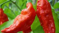 Paprika hantu yang membuat tenggorokan pria ini sobek