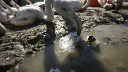 Bayi Burung Flamingo saat dikumpulkan di sebuah tempat penampungan sementara, Irak, Selasa (24/1). Burung Flamingo dijual untuk sekitar 13 USD di pasar gelap Irak. (AFP Photo/ Haidar HAMDANI)