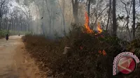 Belum diketahui secara pasti penyebab dan luas kebakaran yang melanda kawasan hutan konservasi dan penelitian tersebut.