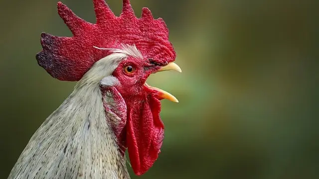 Ilustrasi ayam berkokok