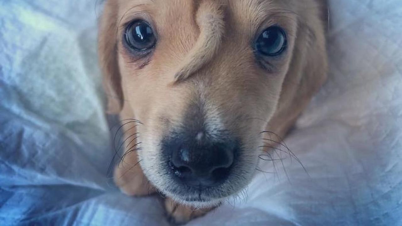 anjing punya ekor di kepala