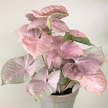 Syngonium