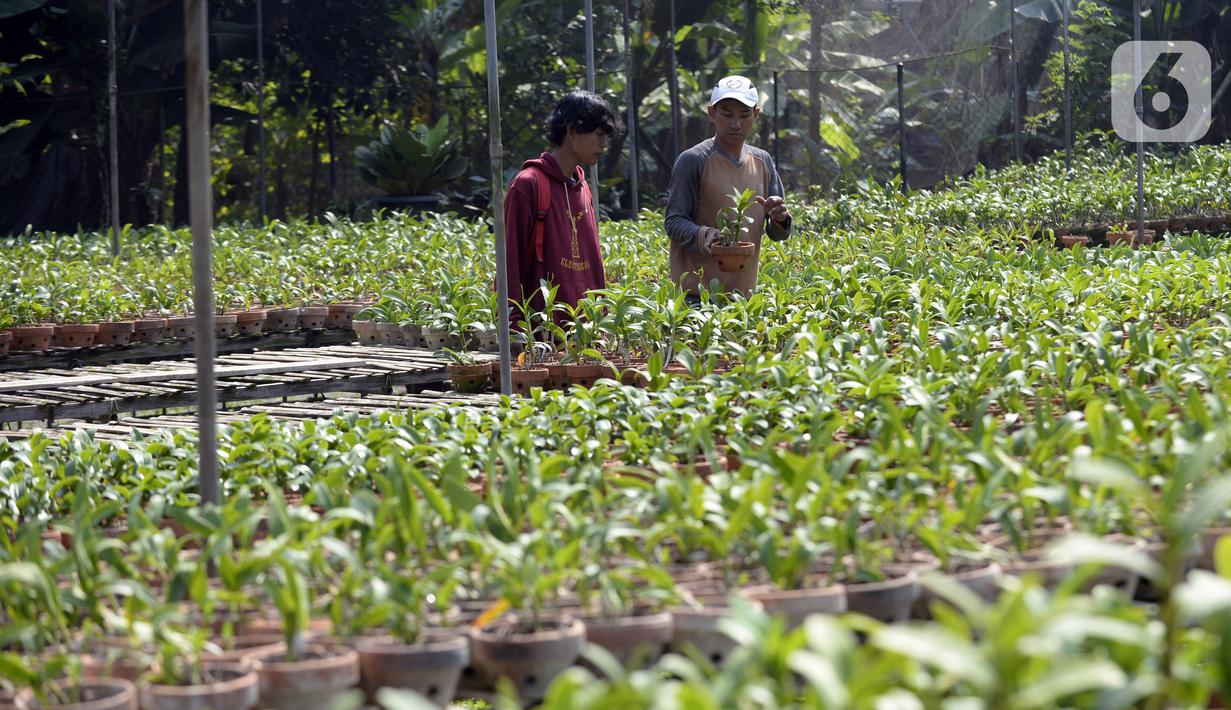 FOTO Melihat Budi Daya Anggrek Dendrobium di  Tangerang 