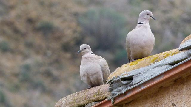 Ilustrasi burung puter