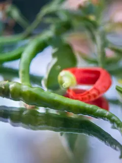 Ilustrasi Tanaman Cabai Credit: unsplash.com/Christina