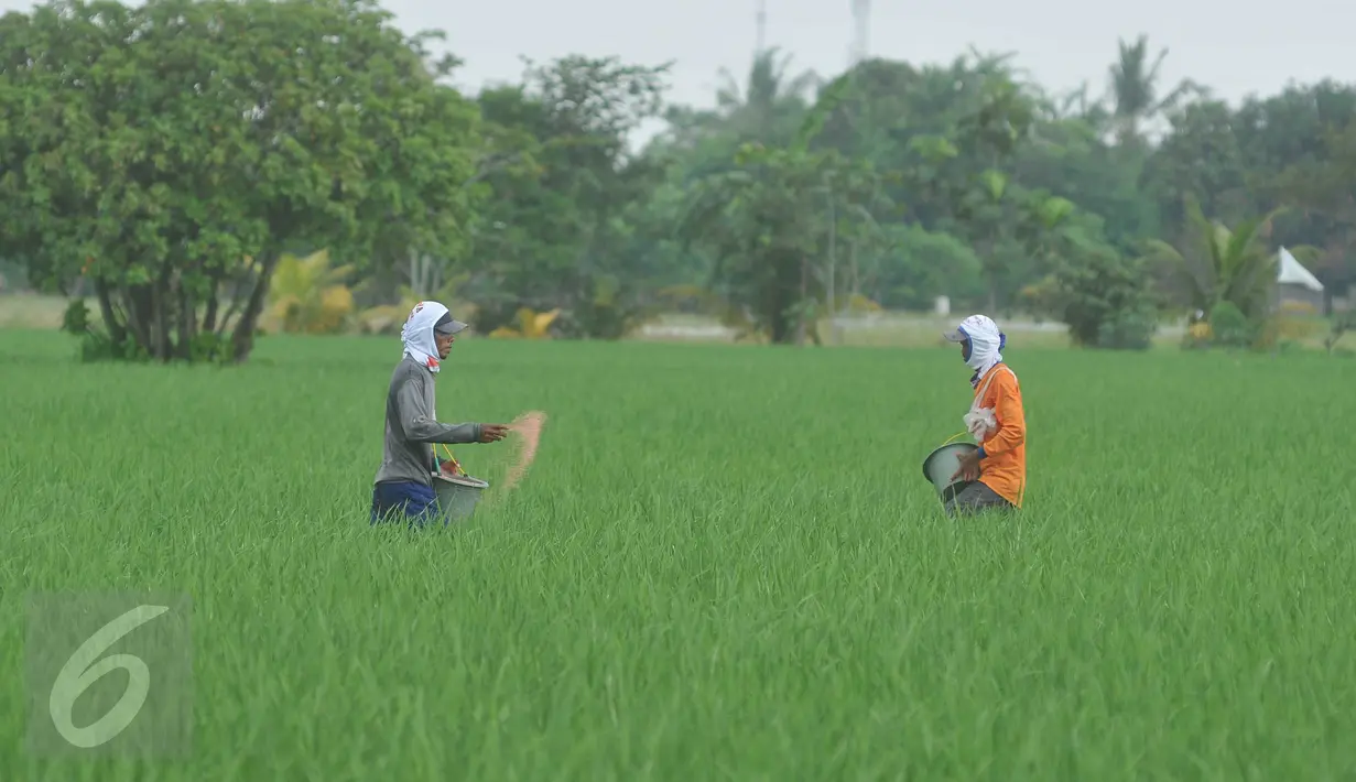 Petani memupuk tanaman padi di Karawang, Jawa Barat, Senin (4/7). Kementerian Pertanian optimis target produksi padi sebesar 75,13 juta ton pada tahun 2016 dapat tercapai. (Liputan6.com/Gempur M Surya) 