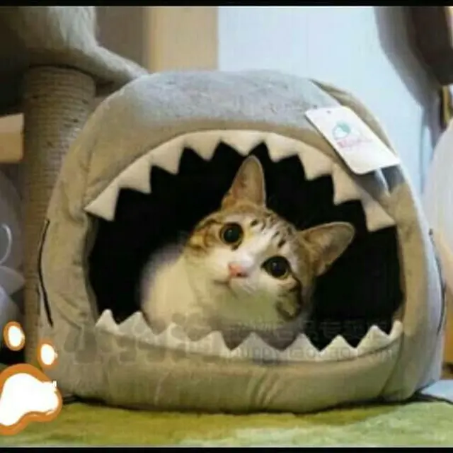 6 Potret Kucing Digigit Boneka Hiu Ini Mendalami Peran, Jago Akting