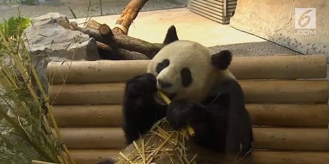 Presiden China Resmikan Taman Panda di Kebun Binatang Berlin