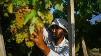 Petani memetik buah anggur selama musim panen di sebuah kebun anggur di Kota Gaza (19/7). Menurut Departemen Pertanian Gaza memproduksi sekitar 8115 ton anggur setiap tahunnya. (AFP Photo/Mohammed Abed)