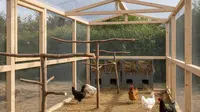 Cara Membuat Umbaran Ayam dari Kawat Bekas, Praktis dan Kuat