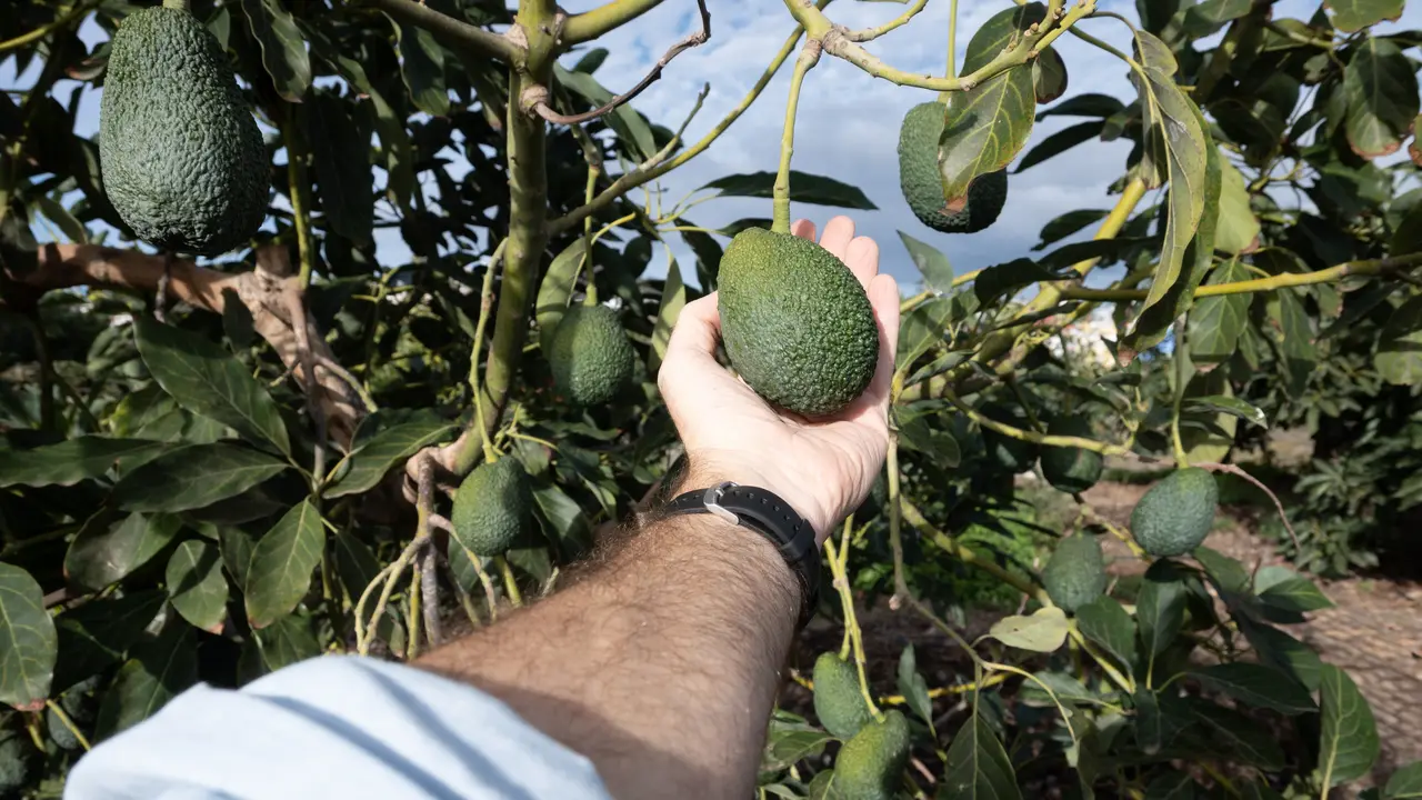 Pohon buah alpukat (Foto: freepik/chandlervid85)
