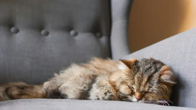 Kucing Mendadak Malas Main, 5 Hal Ini Bisa Jadi Penyebabnya