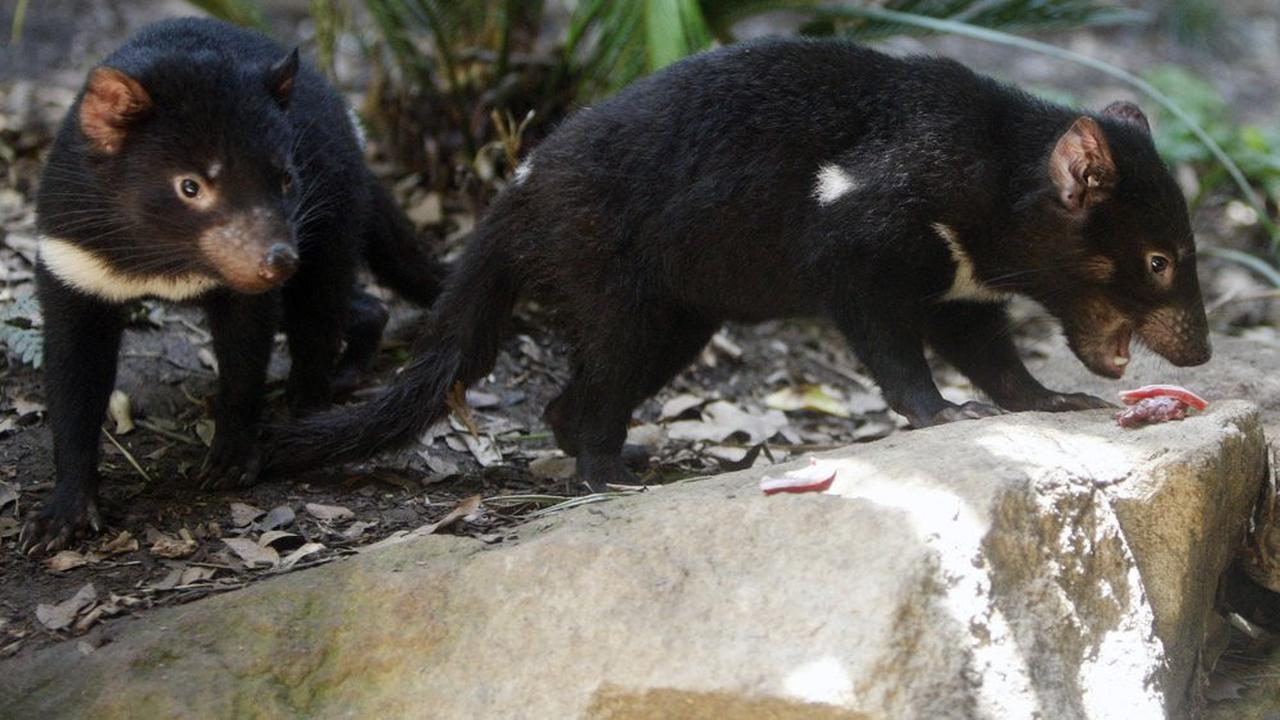 Untuk pertama kalinya dalam 3.000 Tahun, Tasmanian Devil kembali muncul di daratan utama Australia. (Photo credit: AP Photo/Mark Baker, File)