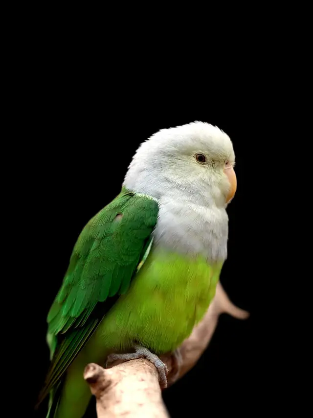 ilustrasi jenis burung lovebird yang memiliki bulu cantik serta suara merdu/gabrielainsuratelu/shutterstock