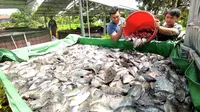 Peningkatan permintaan ikan hasil budi daya sudah menjadi tradisi setiap menjelang pergantian tahun. Warga ramai-ramai membeli ikan untuk acara bakar-bakar menu ikan bersama keluarga. (Dok. KKP)