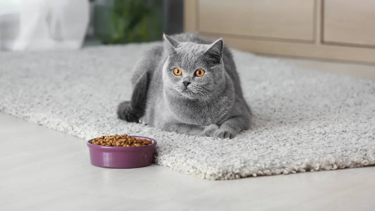 Ilustrasi kucing