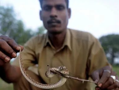 Seorang pemburu ular, Kali menunjukkan seekor kobra tangkapannya di pusat ekstraksi bisa ular Irula, Chennai, India, (11/11). Berbekal sabit kecil, linggis, dan tas kanvas, Kali dan rekannya Vedan setiap hari memburu kobra. (AFP Photo/Arun Sankar)