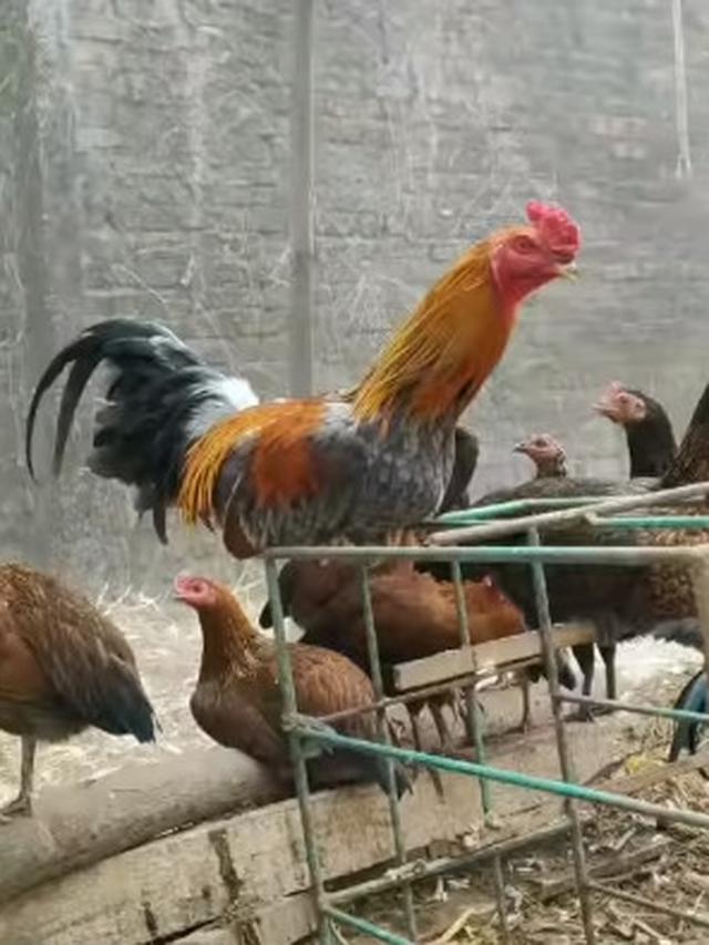 Cerita Sukses Kembalikan Peran Ayam di Kebun, Bantu Olah Food Loss hingga Hasilkan Kompos