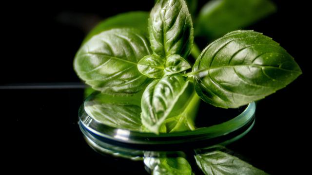 ilustrasi aromaterapi basil/unsplash