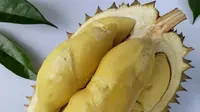 Durian Sibodong, Jawara dalam kontes durian Festival Buah 4 Jawa Tengah, 2019. (Foto: Liputan6.com/Istimewa/Muhamad Ridlo)