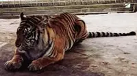 Bonita adalah harimau ketiga di dunia yang jadi objek penelitian terkait perubahan perilaku. (Foto: Dok. BBKSDA Riau/M Syukur)