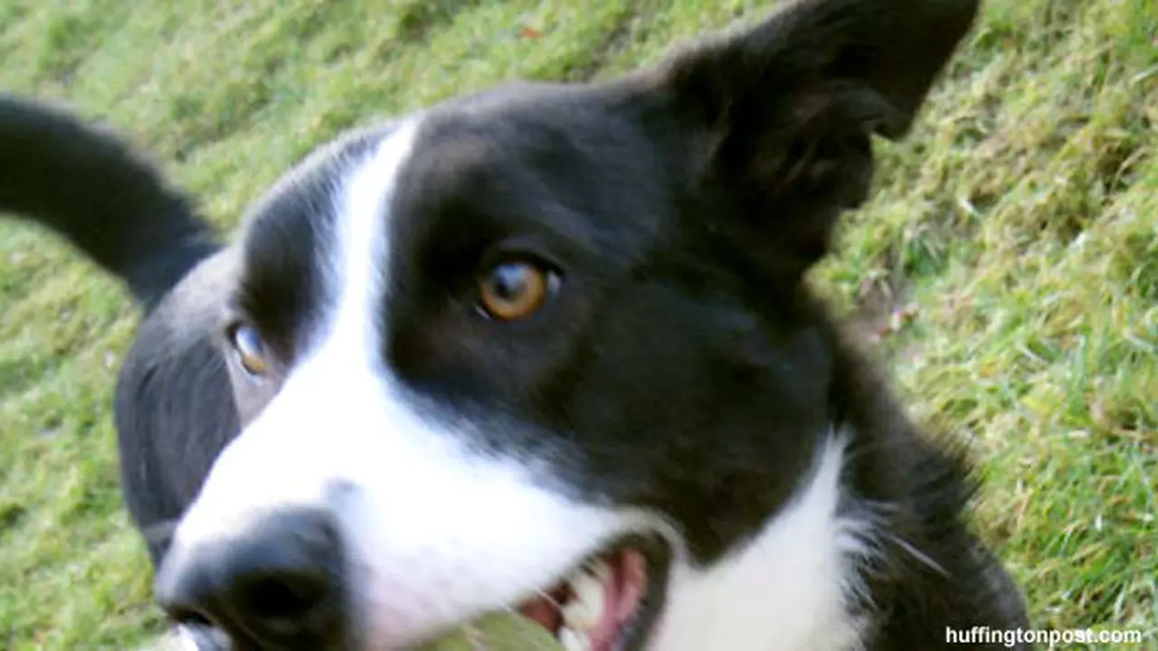 anjing130228-b.jpg