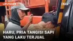 Media sosial dibuat haru oleh momen seorang pria peternak sapi. Pria berbaju oranye itu menangisi sapi yang sudah diangkut ke bak mobil pick up. Sesekali ia mengelus kepala si sapi sembari mengusap air matanya.