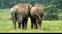 Dua ekor gajah bertemu kembali setelah mereka terpisahkan lebih dari 20 tahun lalu. 