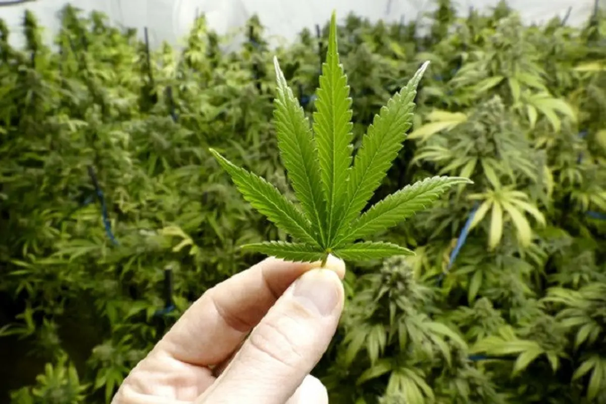 Ganja dilarang untuk digunakan. (via. The Motley Fool)